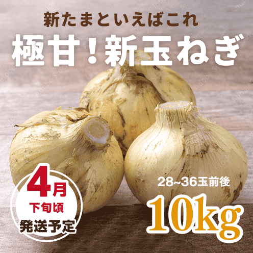 【数量・期間限定】【送料込み】海月館 自社農園栽培！淡路島産 極甘！早生玉ねぎ 【サイズお任せ 10kg】