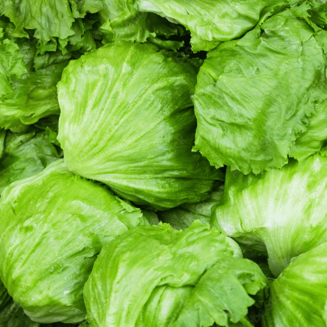 【期間限定】海月館 自社農園栽培！淡路島産 朝採れレタス 4玉