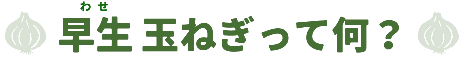早生(わせ)玉ねぎって何?