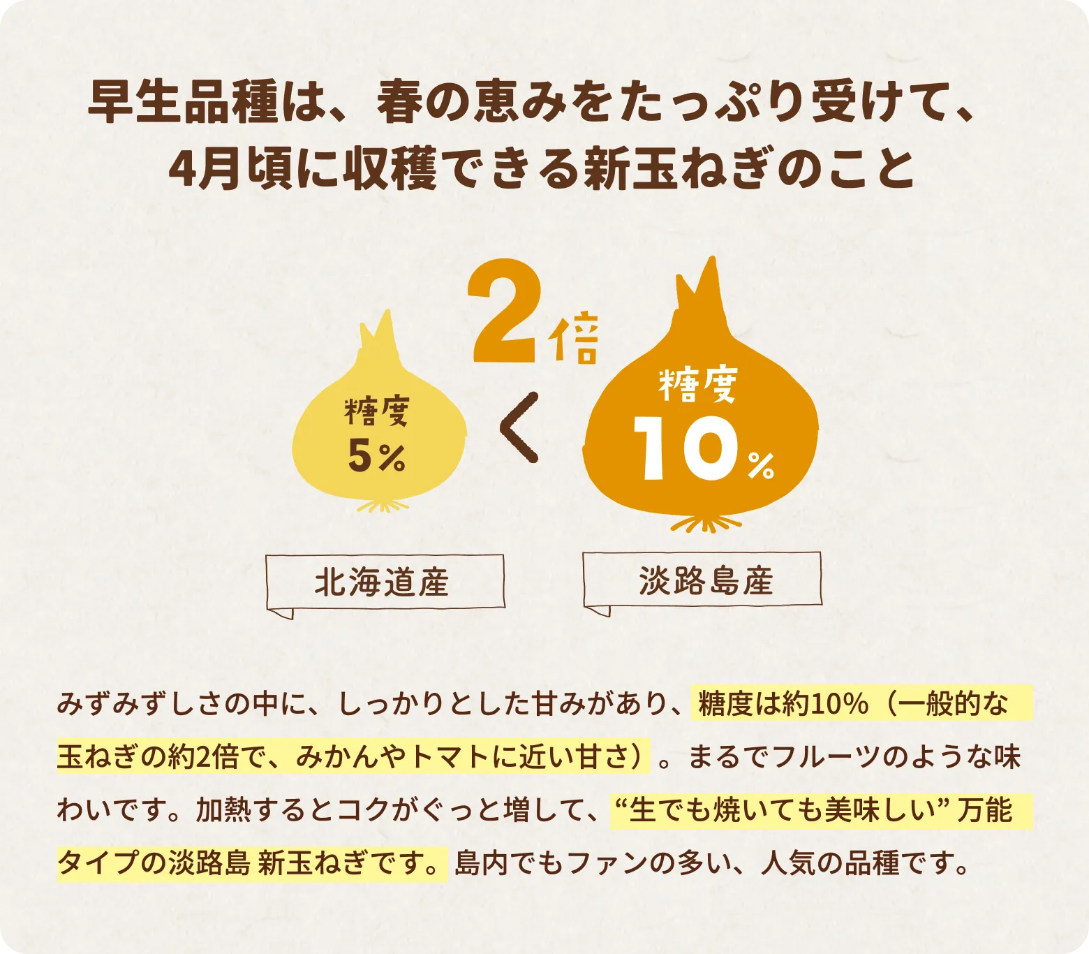 早生（わせ）品種は、春の恵みをたっぷり受けて、4月頃に収穫できる新玉ねぎのこと。みずみずしさの中に、しっかりとした甘みがあり、糖度は約10％（一般的な玉ねぎの約2倍で、みかんやトマトに近い甘さ）。まるでフルーツのような味わいです。加熱するとコクがぐっと増して、“生でも焼いても美味しい” 万能タイプの淡路島 新玉ねぎです。島内でもファンの多い、人気の品種です。